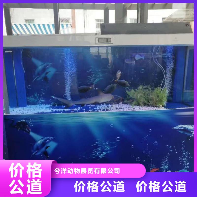 海洋主题动物表演景区杂技表演注重质量