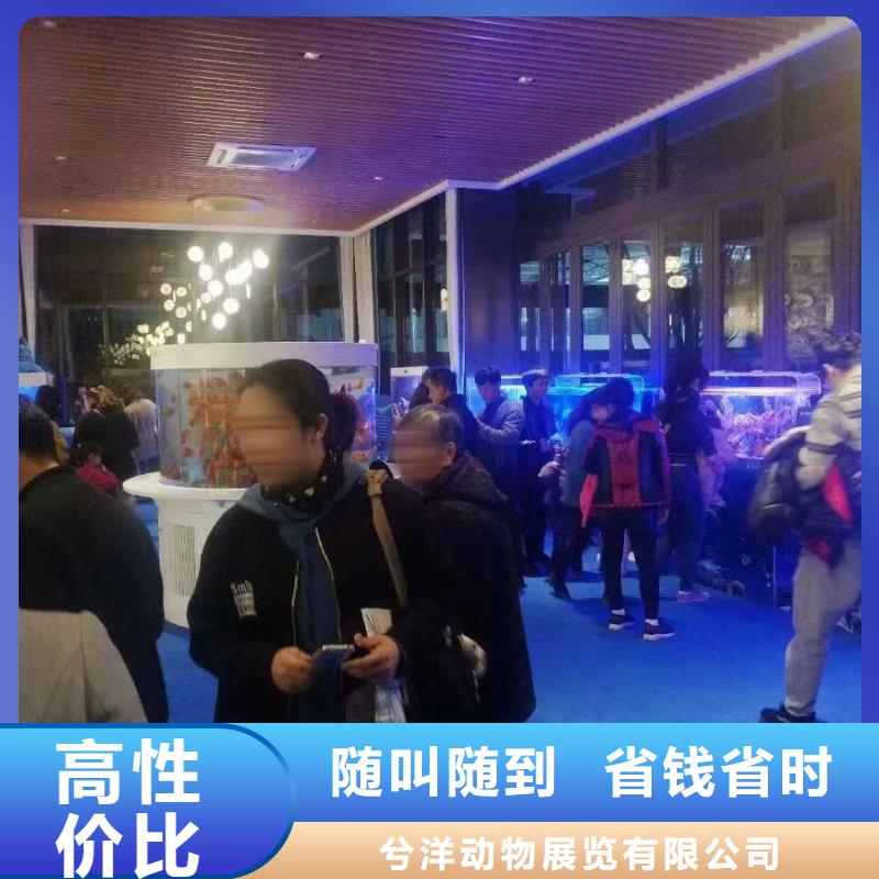 海洋主题动物表演【美人鱼出租演出】实力团队