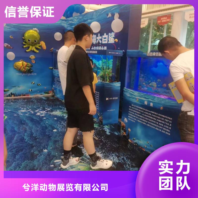 海洋主题动物表演 羊驼出租技术比较好