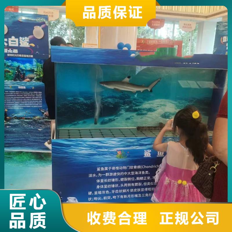 【海洋主题动物表演】海狮表演租赁精英团队