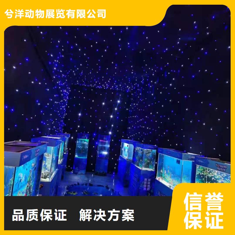 海洋主题动物表演【【海狮租赁表演】】良好口碑