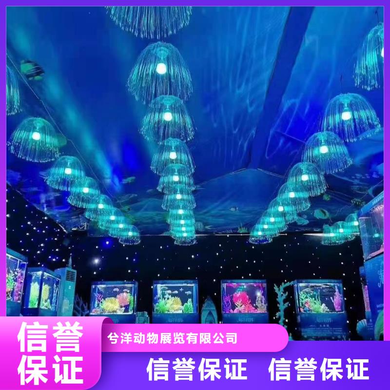 海洋主题动物表演羊驼表演实力团队