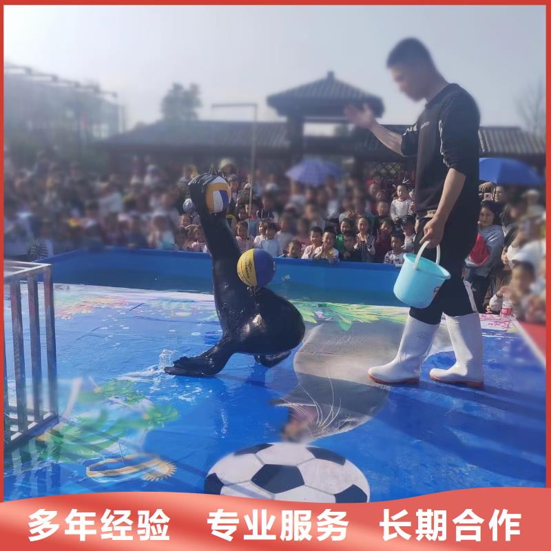 海洋主题动物表演-【企鹅表演】售后保障
