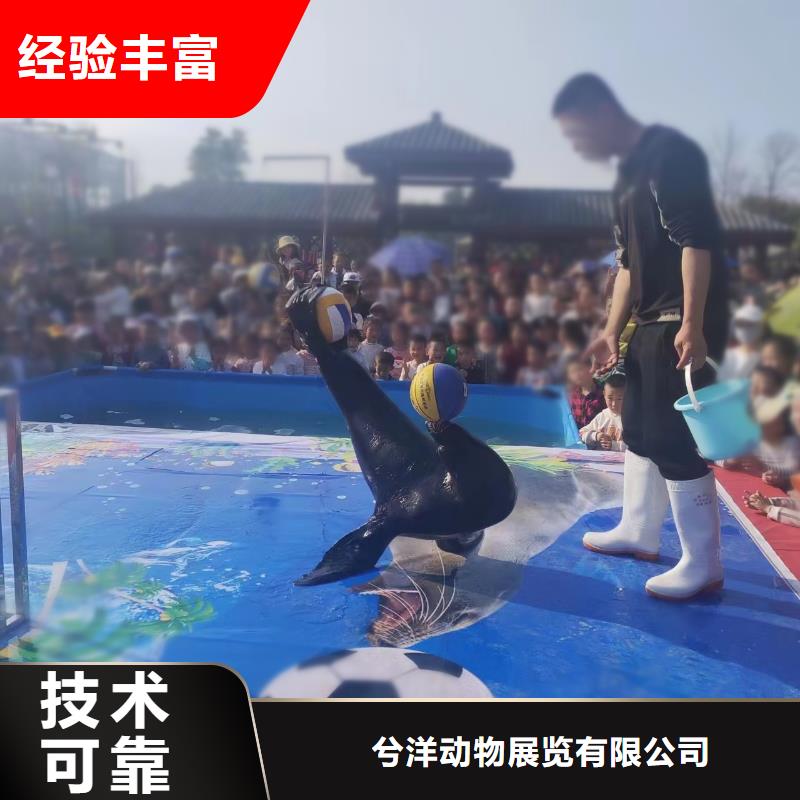 海洋主题动物表演出租羊驼一站搞定