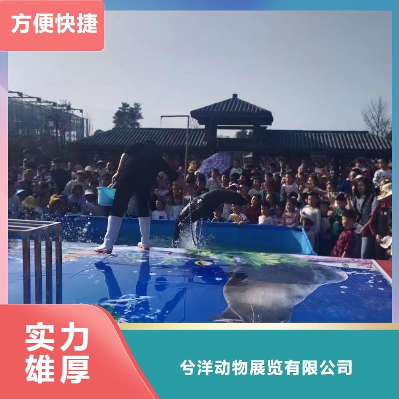 海洋主题动物表演-动物杂技表演品质优