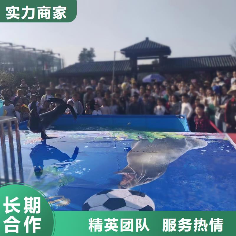 海洋主题动物表演-企鹅租赁售后保障