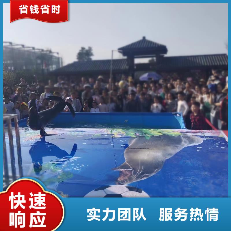 【海洋主题动物表演【海狮杂技表演】靠谱商家】