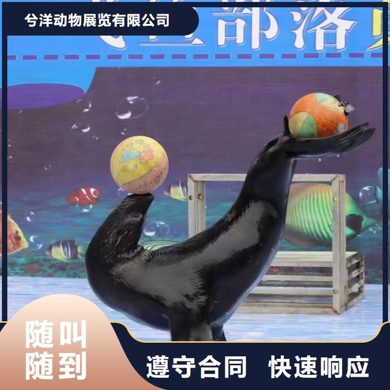 马戏团表演-视频-马戏团表演_四川省雅安市市场覆盖汉源|雨城|攀枝花|广安|遂宁|成都|甘孜|泸州|资阳等