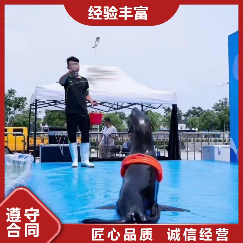 海洋主题动物表演出租表演海狮一对一服务