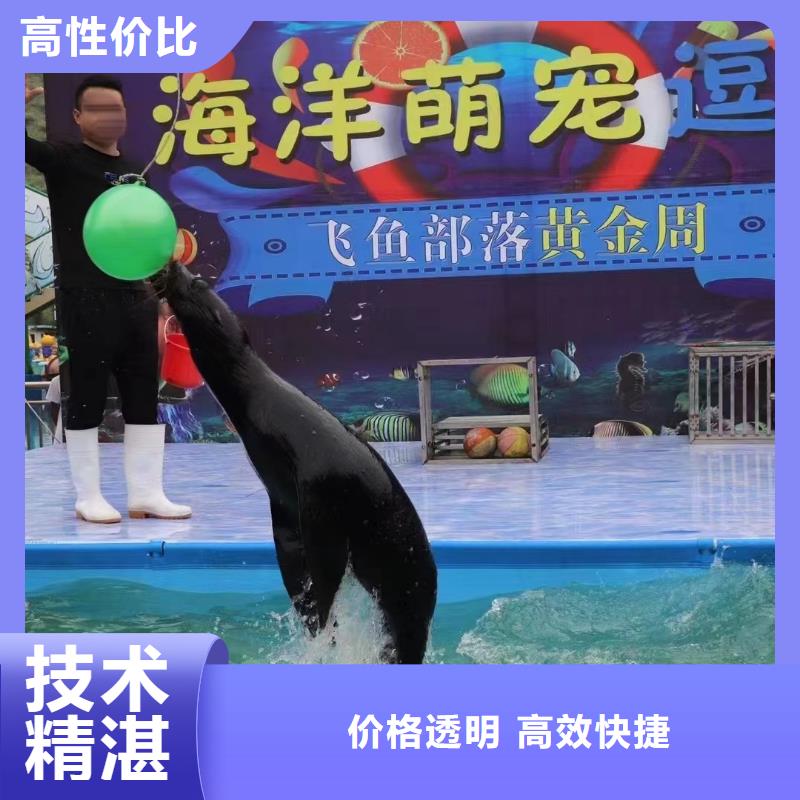 海洋主题动物表演观赏性羊驼租赁快速