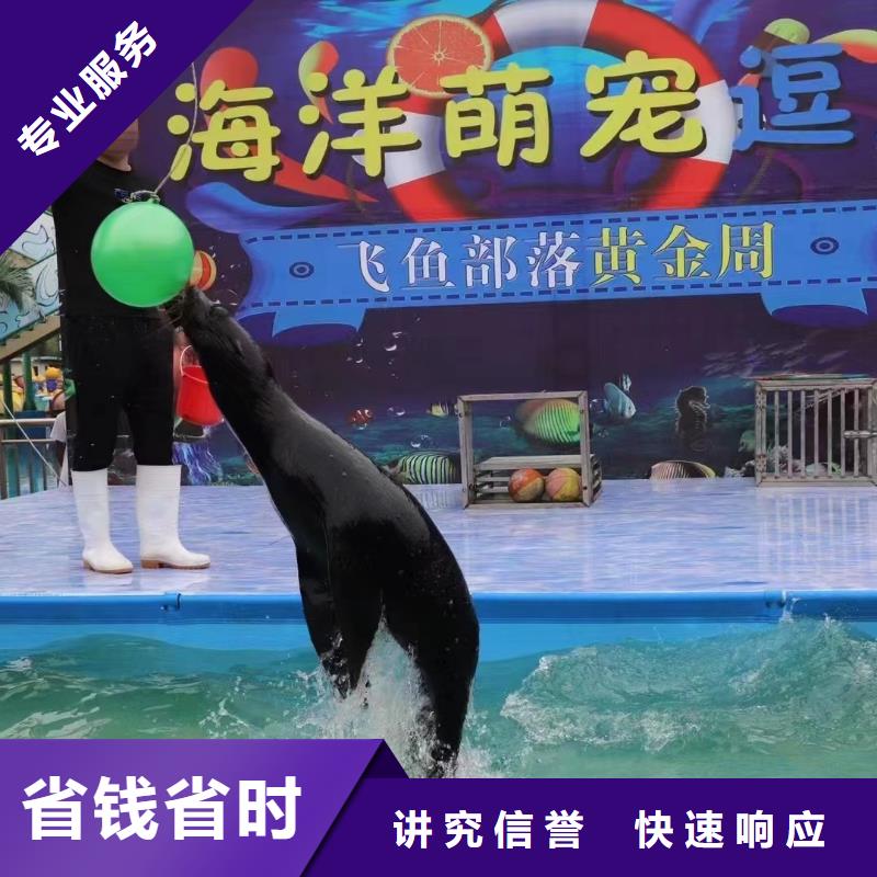 海洋主题动物表演海狮表演租赁靠谱商家