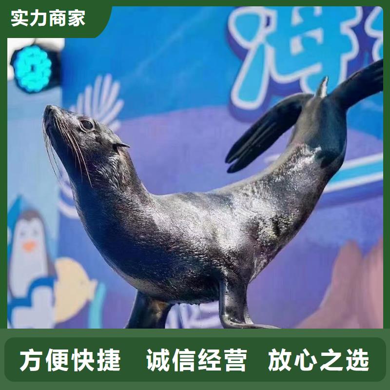 海洋主题动物表演动物表演正规团队