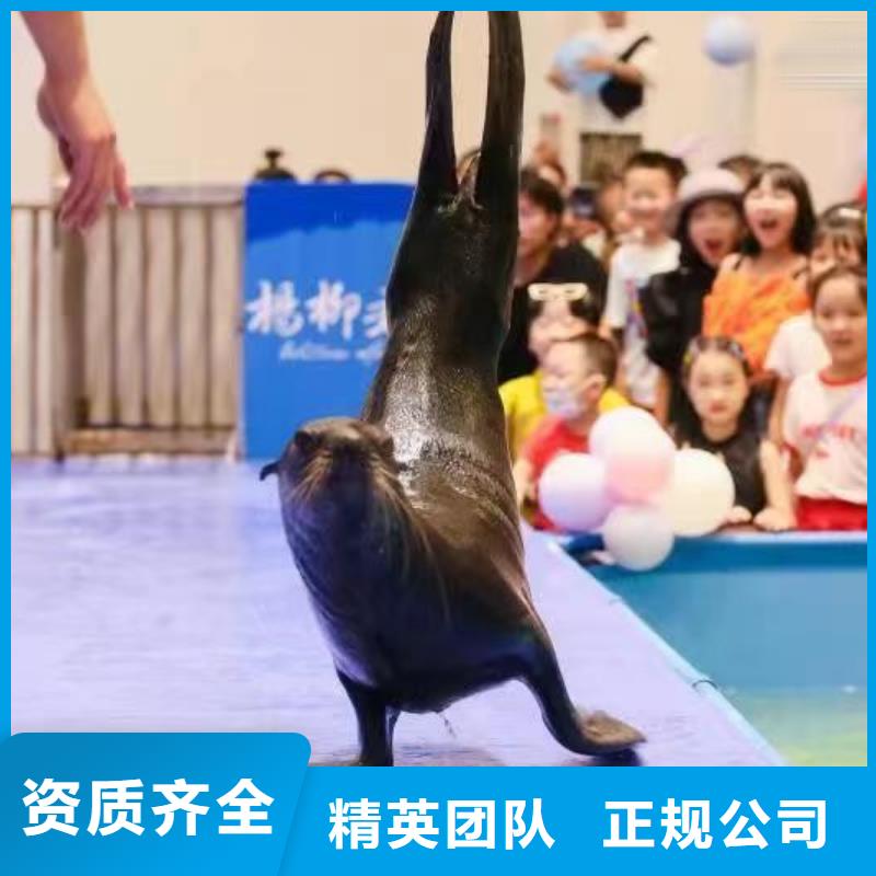 海洋主题动物表演羊驼出租质优价廉