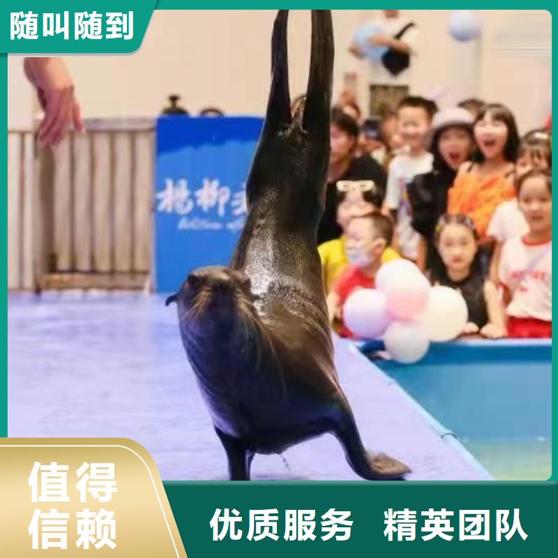 海洋主题动物表演动物杂技表演租赁快速
