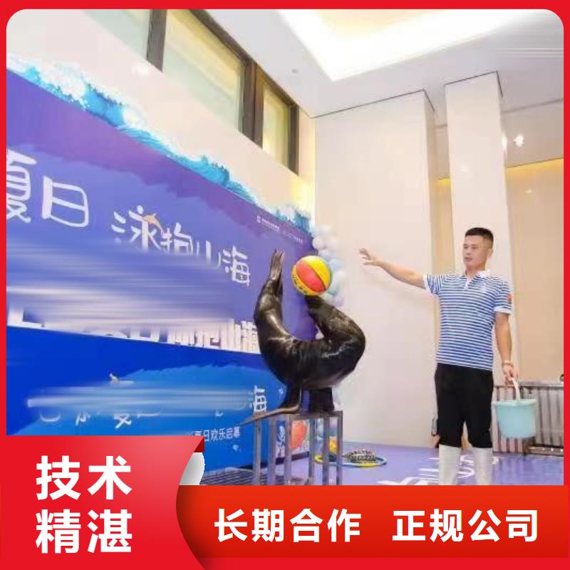 海洋主题动物表演马戏表演服务至上