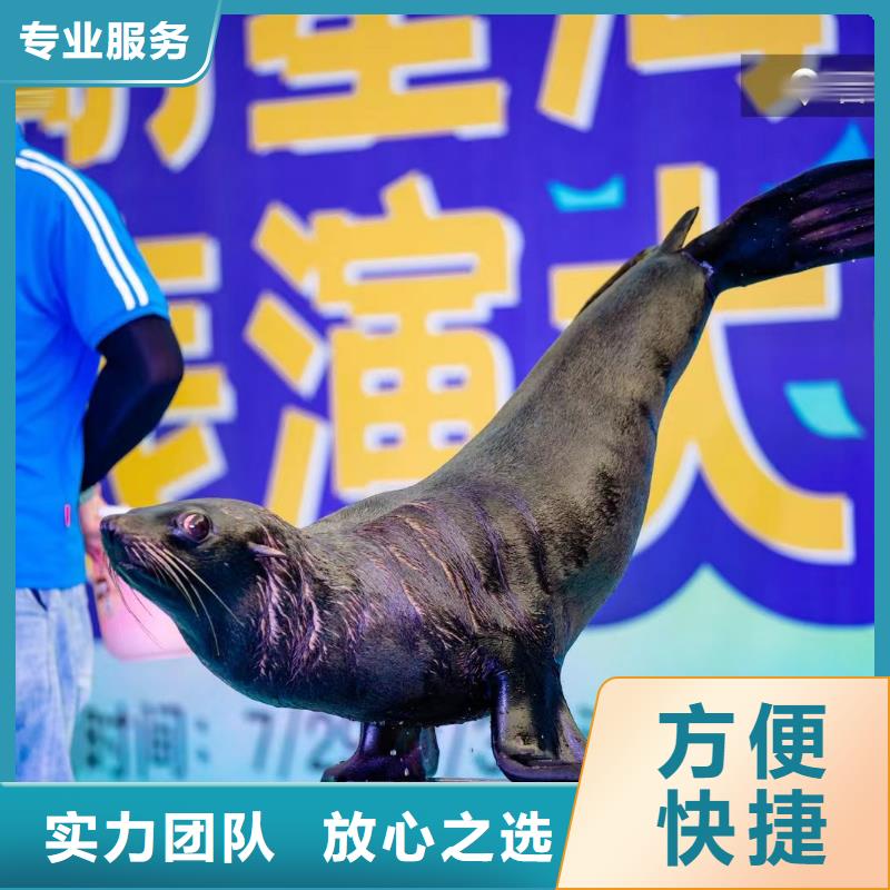 【海洋主题动物表演】海狮表演租赁精英团队