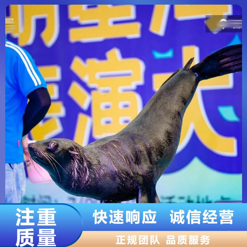 【海洋主题动物表演】海狮表演出租比同行便宜