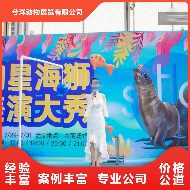 海洋主题动物表演马戏团表演出租租赁价格透明