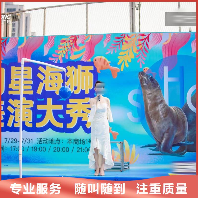 海洋主题动物表演动物表演正规团队