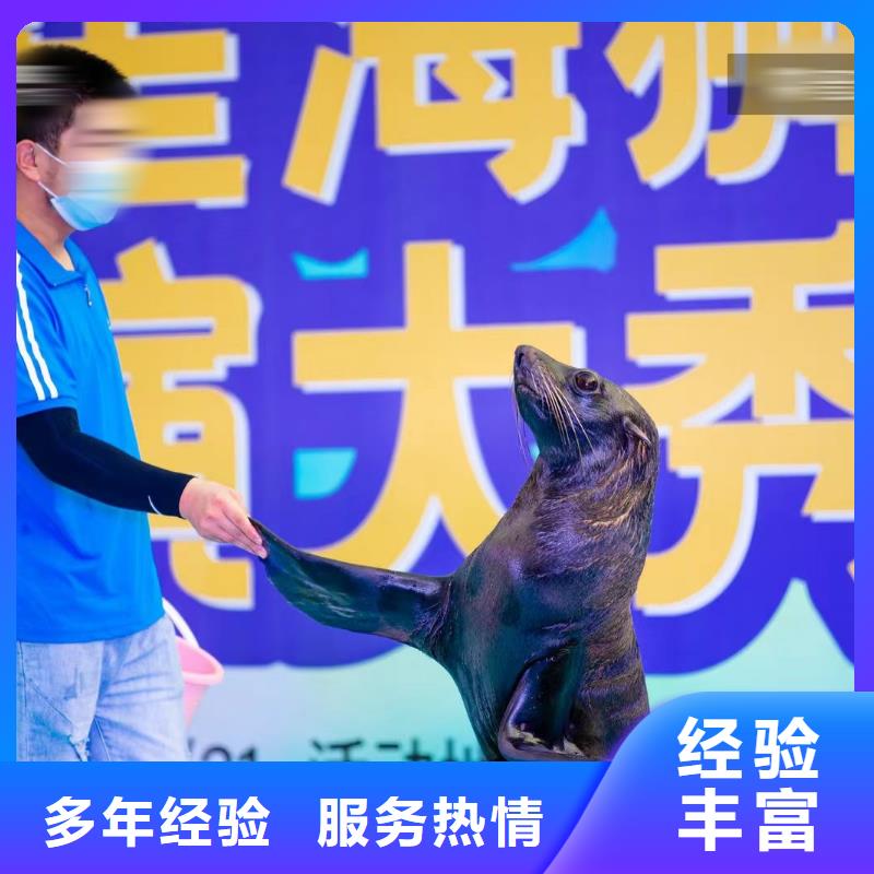 海洋主题动物表演 小马戏出租精英团队