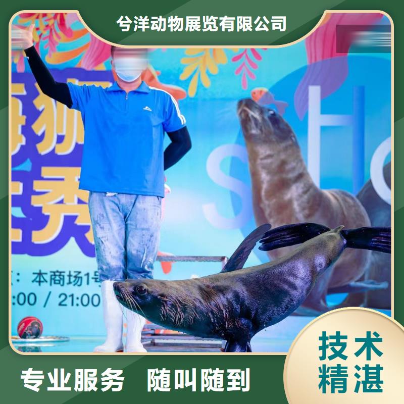 海洋主题动物表演-【企鹅表演】售后保障