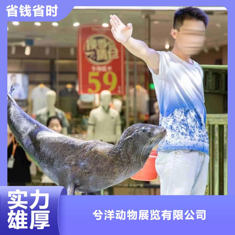 马戏团表演-视频-马戏团表演-广东省梅州市五华|丰顺|珠海|汕头|河源|潮州|肇庆|茂名|韶关(同城)经销商