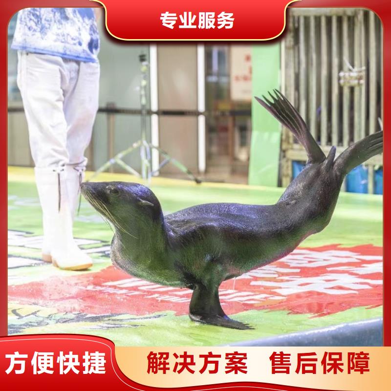 海洋主题动物表演动物表演专业