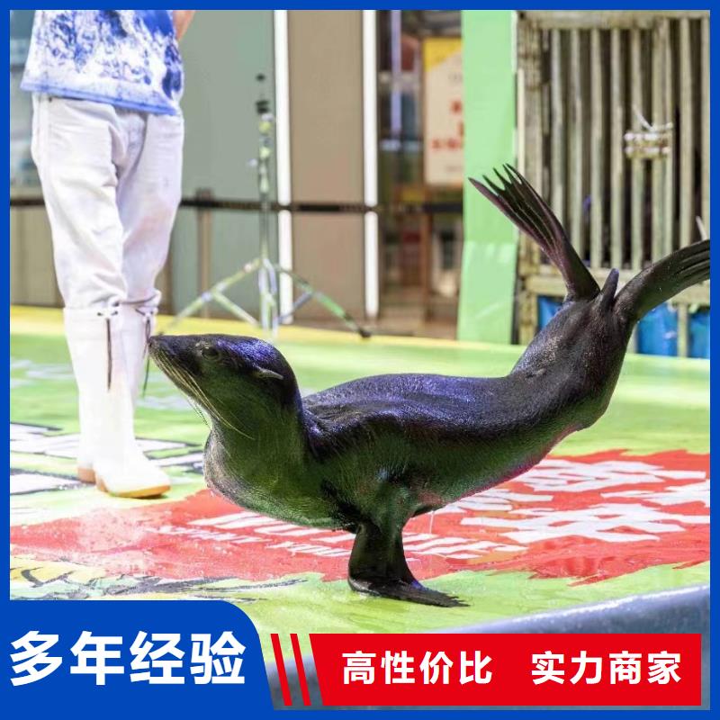 海洋主题动物表演海狮表演出租解决方案