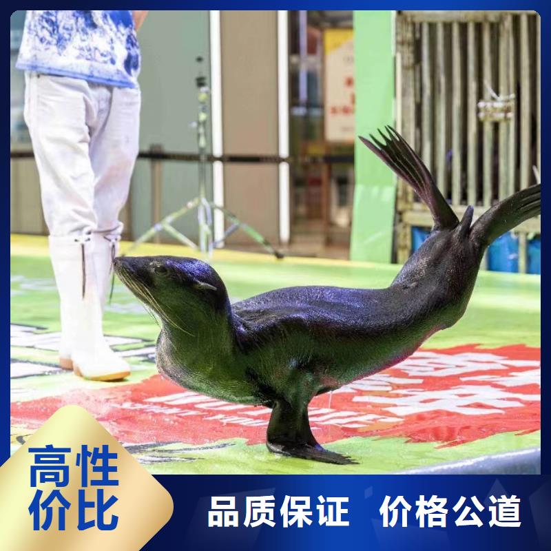海洋主题动物表演小马戏出租专业品质
