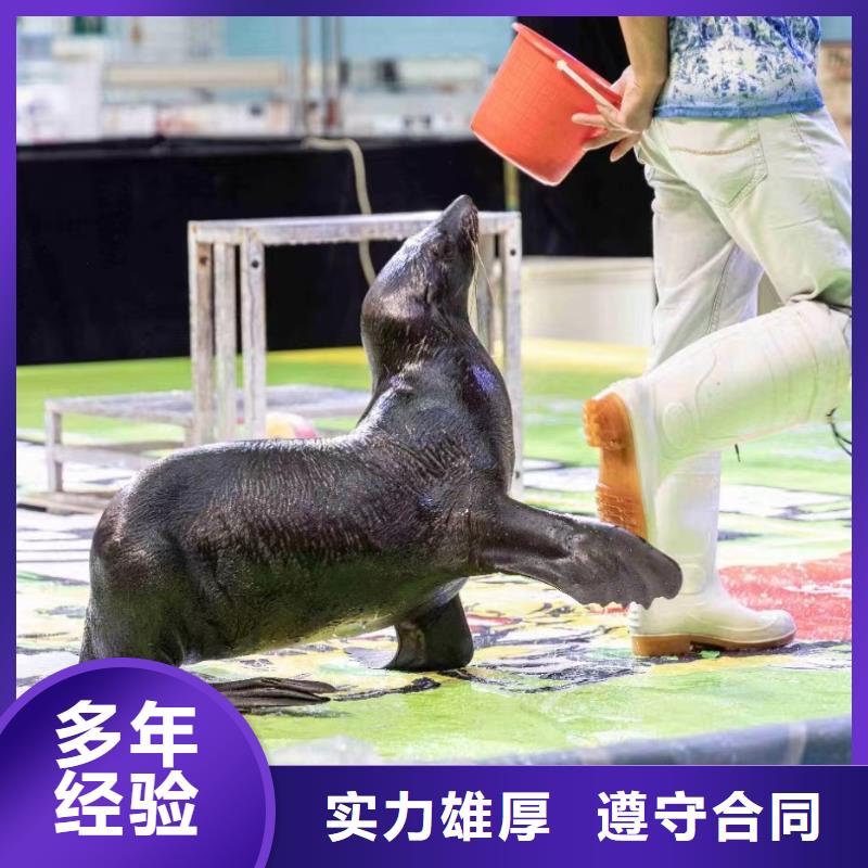海洋主题动物表演 企鹅租赁放心之选