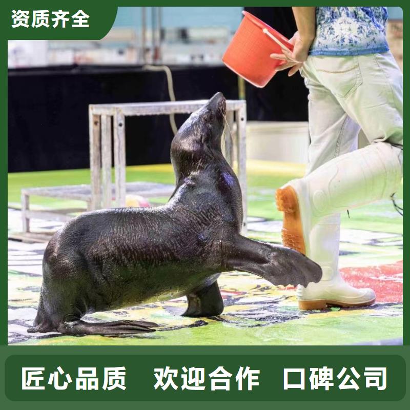 海洋主题动物表演海狮表演租赁靠谱商家