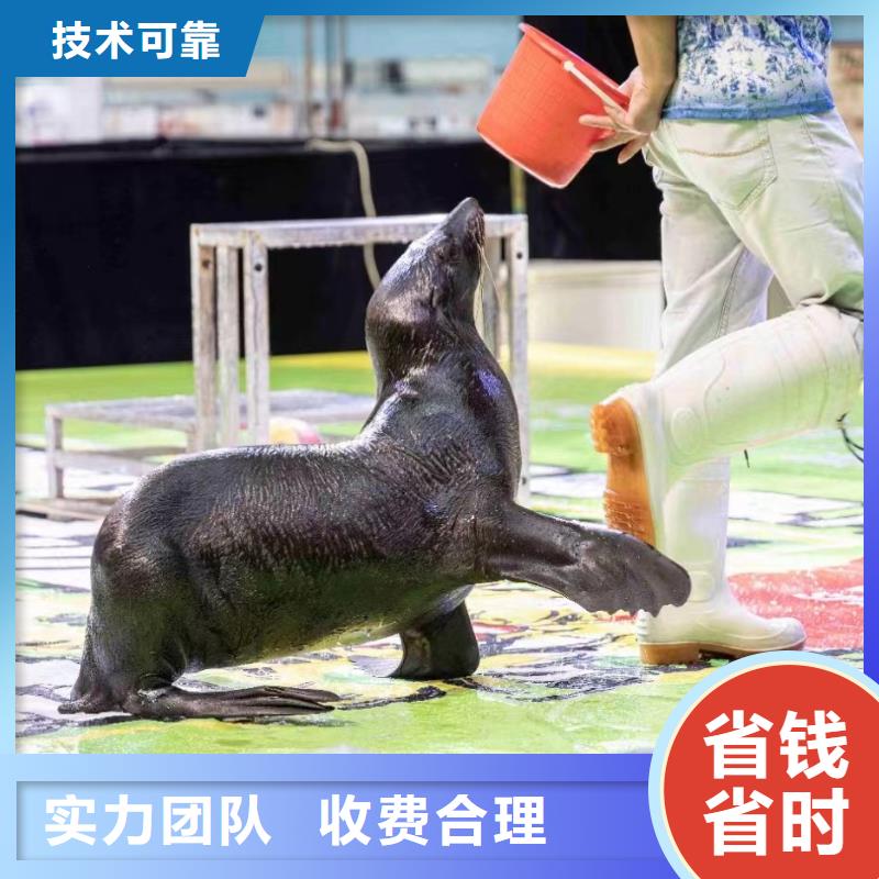海洋主题动物表演美人鱼表演好评度高