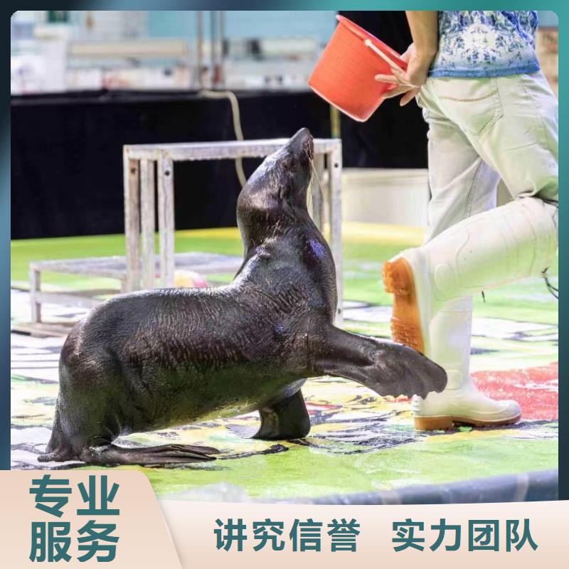 马戏团表演-视频-马戏团表演_四川省雅安市市场覆盖汉源|雨城|攀枝花|广安|遂宁|成都|甘孜|泸州|资阳等
