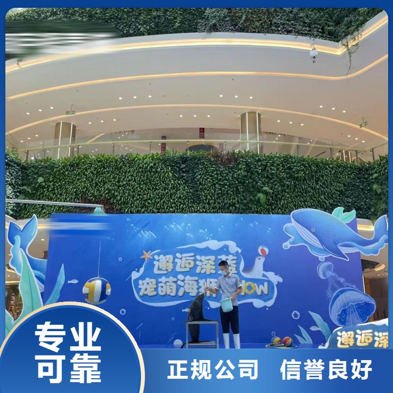 【海洋主题动物表演】企鹅租赁专业品质