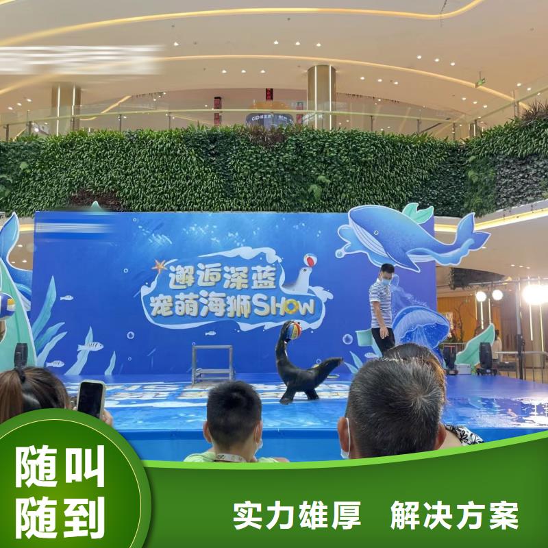 海洋主题动物表演羊驼出租
