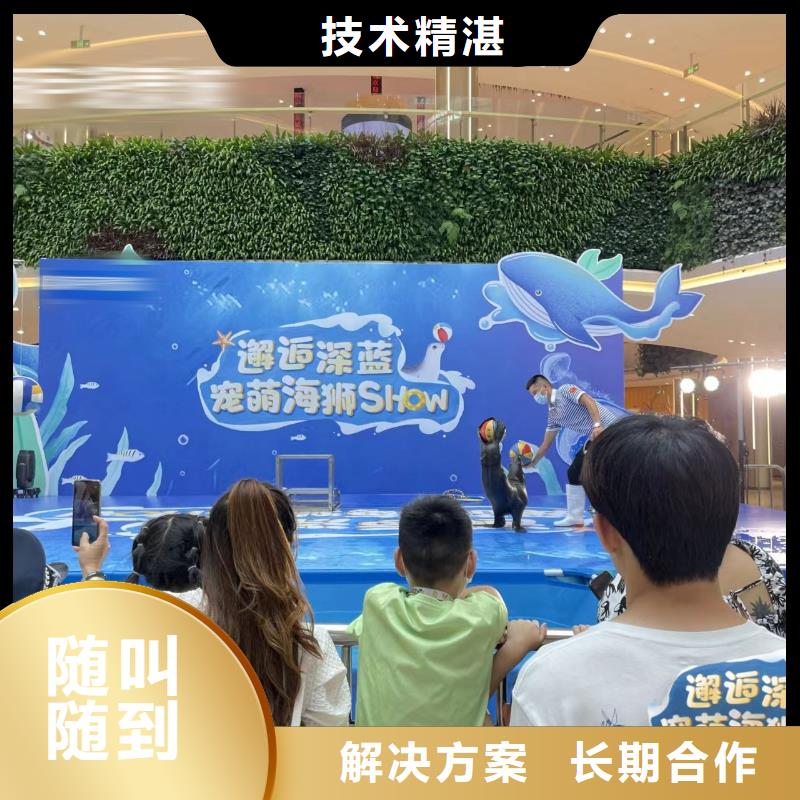【海洋主题动物表演】海狮表演租赁精英团队