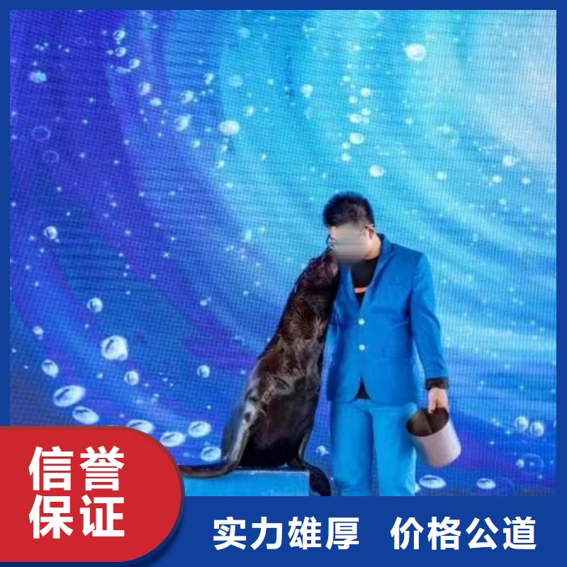 海洋主题动物表演出租羊驼专业公司