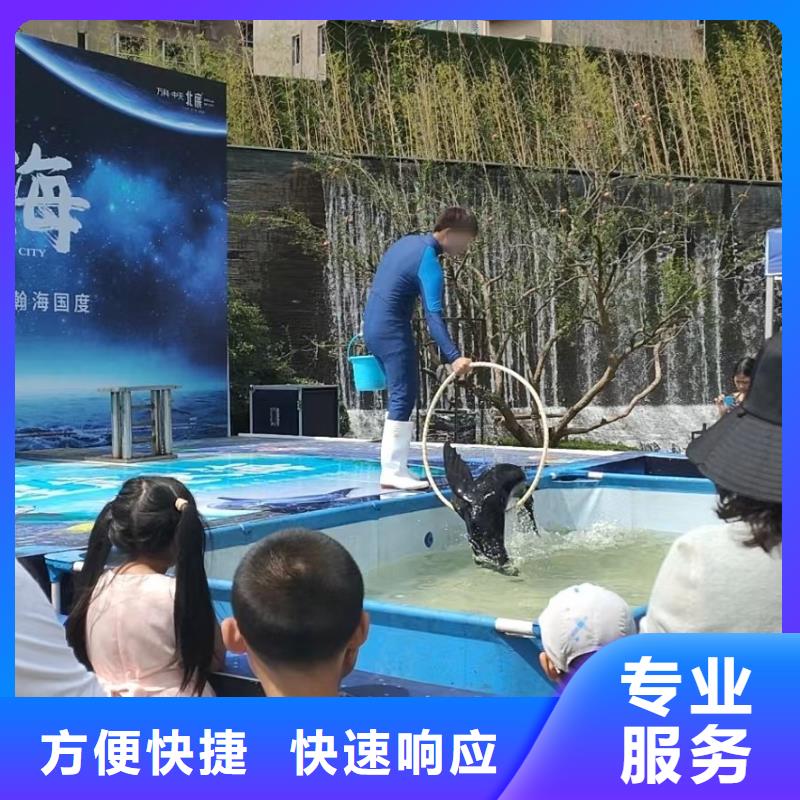 【海洋主题动物表演】海狮表演出租比同行便宜