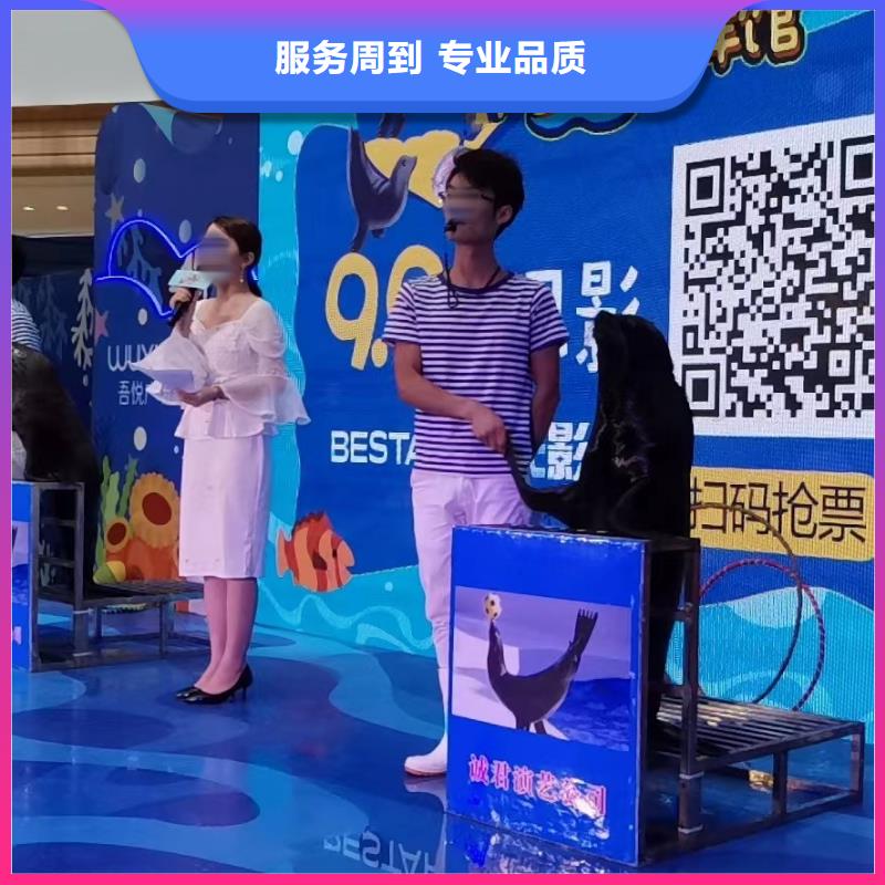 海洋主题动物表演-动物杂技表演品质优