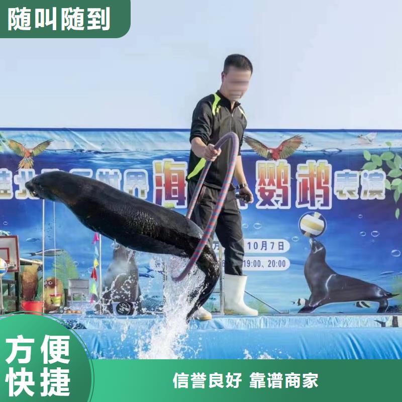 海洋主题动物表演海狮表演出租解决方案