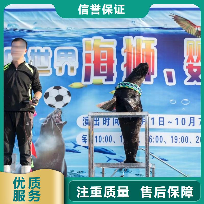【海洋主题动物表演】企鹅租赁专业品质