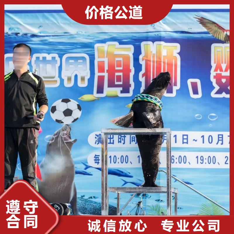 海洋主题动物表演【【海狮租赁表演】】良好口碑