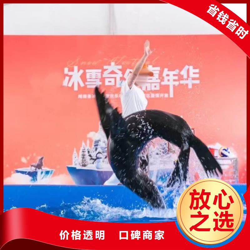 海洋主题动物表演【企鹅表演】诚信