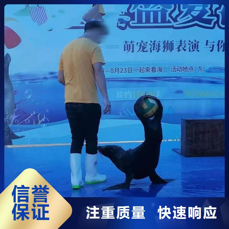 海洋主题动物表演动物表演专业