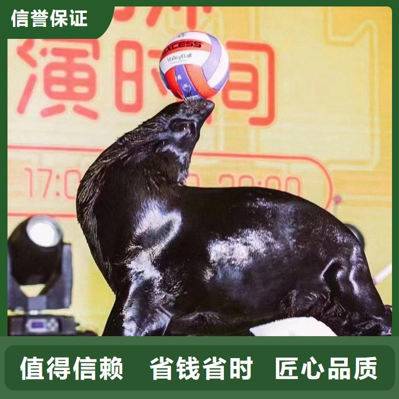 海洋主题动物表演死轮表演