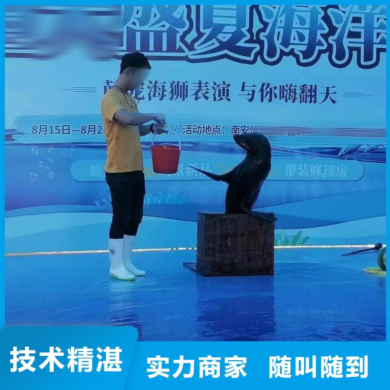 海洋主题动物表演_海狮表演出租资质齐全