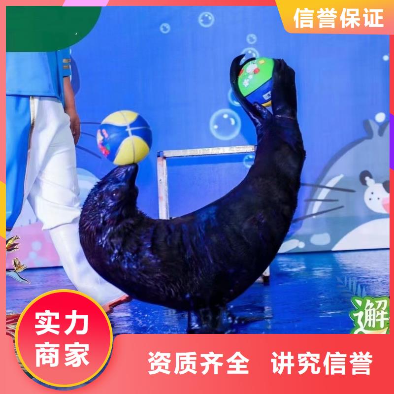 海洋主题动物表演_海狮表演出租资质齐全