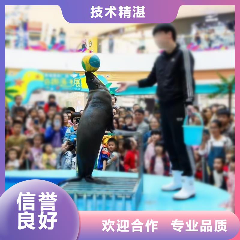 海洋主题动物表演_海狮表演出租资质齐全