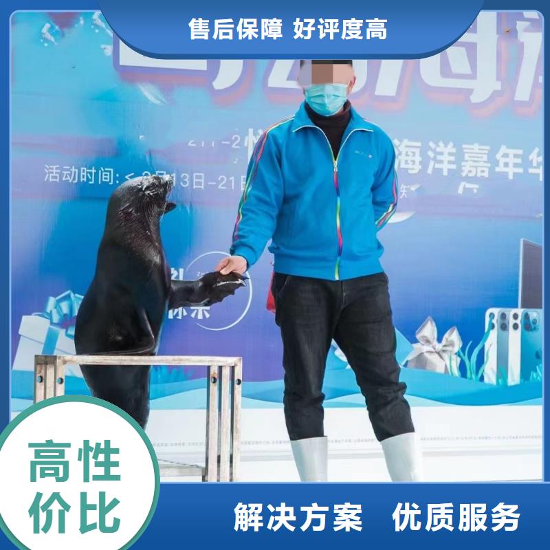 海洋主题动物表演_海狮表演出租资质齐全