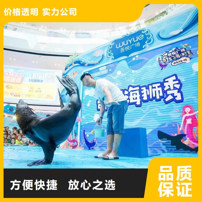 海洋主题动物表演_海狮表演出租资质齐全